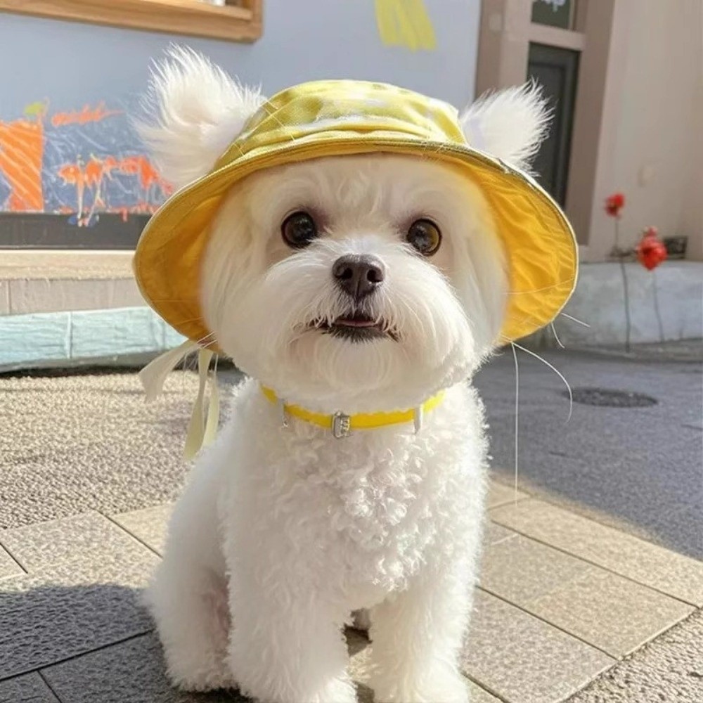 Topi Matahari Kucing Lucu dari - Bucket Hat Cotton ulasan dan harga